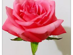 -Cafe de Paris(林荫路店)