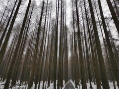 -武陵山森林公园