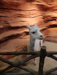 -酷嗒动物文化乐园(cutezoo西溪乐天城店)