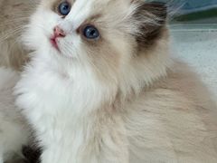 -糯米喵星人总部直营旗舰店·猫舍·幼猫出售