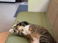 -御宝贝·A梦猫科宠物医院(国际猫友好医院)