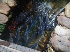 -合晋食府(广州合晋帝苑酒店)