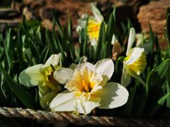 -国家植物园南园