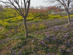 -绵阳盛世樱花悠乐谷