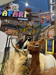 -卡通尼·Safari非洲探索乐园·生日会(金桥国际商业广场店)