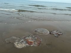 -秦皇岛阿尔卡迪亚滨海度假酒店