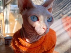 -猫小院猫主题咖啡厅(北锣店)