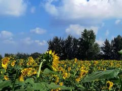 -汉长安城未央宫国家考古遗址公园