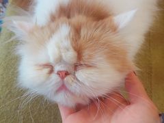 -猫的茶·猫咖