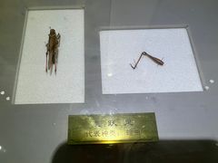 -上海昆虫博物馆