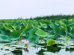 -白洋淀景区