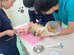 -北京观赏动物医院·24小时大型综合·猫专科·异宠专科