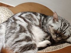 -有猫主题·治愈系猫咖(曾厝垵店)