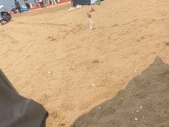 -东疆理想海岸沙滩景区
