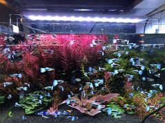 -双季花艺园艺市场(浦东店)
