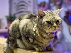 -平行世界·猫咖(首经贸店)