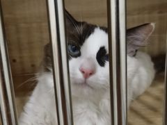 -有喵·猫咖·狗咖·30几只猫10只小狗(岗厦店)