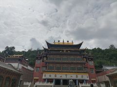 -塔尔寺菩提树