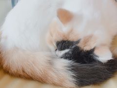 -平行世界·猫咖(首经贸店)
