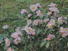 -深圳国际园林花卉博览园