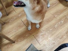 -柴犬高等学院·狗咖·柴犬售卖·宠物训练