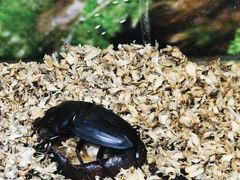 -上海大自然野生昆虫馆(东方明珠·爬宠昆虫探索中心)