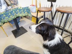 -平行世界·猫咖(首经贸店)