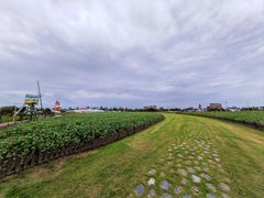 -荷兰花海