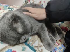 -我爱猫咪·猫咖·狗咖·安哥拉兔·羊驼咖(小寨华旗店)