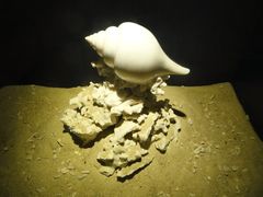 -亚龙湾中心广场·贝壳馆