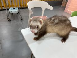 -Moni星球萌宠·小马宝莉·灵蛇·高端高阶全萌宠互动体验俱乐部(红豆国际广场店)