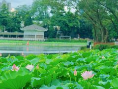 -荔湾湖公园