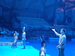 -芜湖新华联大白鲸海洋公园