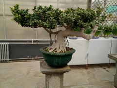 -石家庄市植物园
