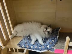 -欣宠猫屋·矮脚拿破仑·蓝金金渐层