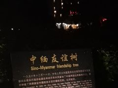 -中缅友谊树