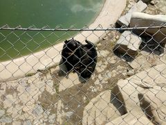 -石家庄市动物园