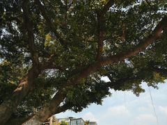 -黄埔古港