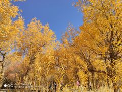 -金塔沙漠胡杨林景区