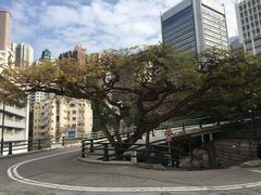 -香港大学