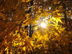 -昆山城市生态森林公园