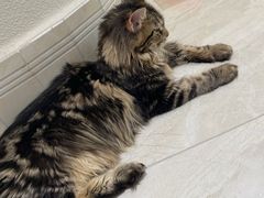 -小猫来了·猫舍(红山六九七九店)