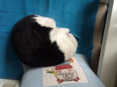 Anne猫窝咖啡屋-Anne猫窝咖啡屋