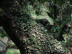 -素山寺森林公园