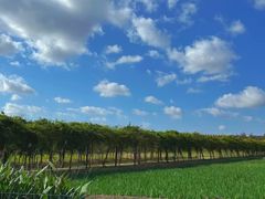 -上海长兴岛郊野公园