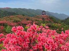 -大围山国家森林公园