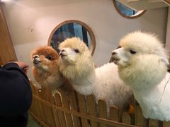 -藦茜花园宠物主题亲子互动体验馆(国顺东路店)