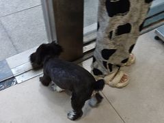 -佳雯宠物医院·皮肤科·内外科(春晓路分院)