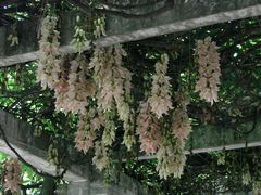 禾雀花-大雁山风景区