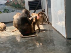 -西安秦岭野生动物园